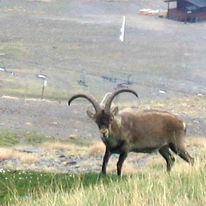 Cloned back from extinction image