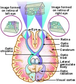 2 eyes, two minds image
